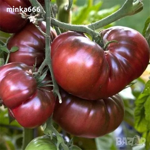 Семена за шоколадови домати, снимка 1 - Сортови семена и луковици - 39249198