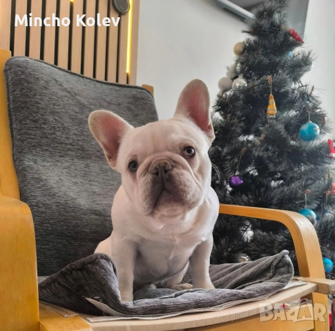 френски булдог , снимка 3 - Френски булдог - 53187558