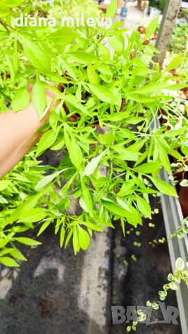 Ипомея Батат, два различни зелени сорта!, снимка 17 - Градински цветя и растения - 51230396