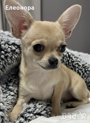 Топ Мини Чихуахуа Момиченце , снимка 2 - Чихуахуа - 53210753