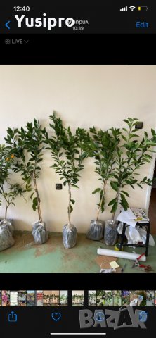 Лимон Мандарина Портокал Помело Лайм Лаймкуат Кумкуат Мандаринкуат, снимка 5 - Градински цветя и растения - 34694760