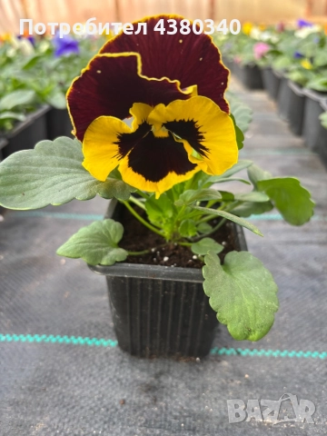 Едроцветни теменужки, снимка 5 - Градински цветя и растения - 52542236