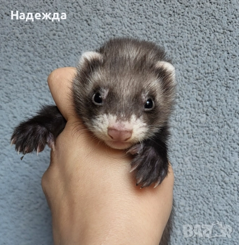 Декоративни порчета/фретки