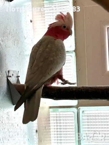 разпродажба, снимка 5 - Папагали - 52749570