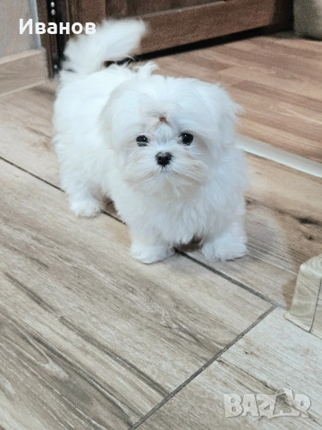 Малтийска болонка 