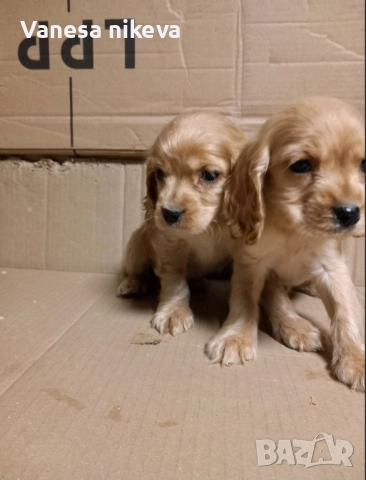 Чистокръвни Кокер Шпаньоли, снимка 3 - Кокер шпаньол - 51548928