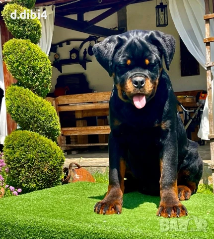Ротвайлери , снимка 4 - Ротвайлер - 50765775