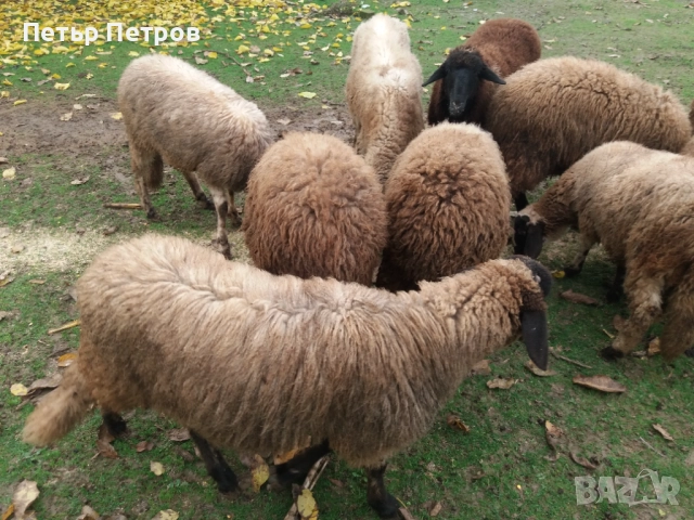 Агнета, снимка 5 - Овце - 47164067