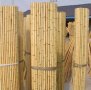 100 Семена от бамбук Moso-Bamboo красиво растение за декорация на вашата градина бамбук мосо бамбо б, снимка 18