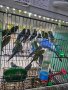 Разнообразие на папагали, снимка 1