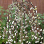 Японска плачеща върба на присадка 120 см,  Salix caprea Кilmarnock , снимка 1 - Градински цветя и растения - 44867042