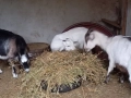 Две кози за продан, снимка 2