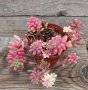 Sedum rubrotinctum Aurora или Pink Jelly Beans, снимка 2