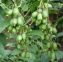 Киви Actinidia arguta Issai - МИНИ КИВИ – малко познато и много вкусно!, снимка 9