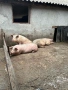 Продавам прасета, живо и трупно месо, снимка 2
