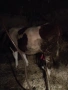 Крава монбилярд , снимка 4
