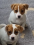 Джак Ръсел териер , снимка 2
