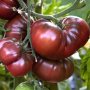 Семена за шоколадови домати, снимка 1 - Сортови семена и луковици - 44090551