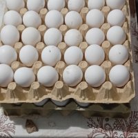 Оплодени яйца лекхорн и Ломан Браун 0.90, снимка 4 - Кокошки и пуйки - 43126374