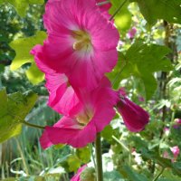 Градинска ружа ( alcea rosea ), снимка 3 - Сортови семена и луковици - 43898642