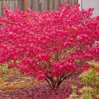 Oгнен храст (Euonymus alatus) , снимка 1 - Градински цветя и растения - 28532581