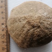 морски търалеж вкаменелост, снимка 1 - Антикварни и старинни предмети - 43116822