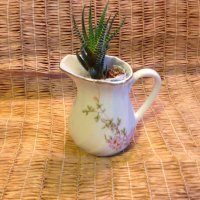 Продава Хавортия атенуата - много лесна за отглеждане, снимка 9 - Стайни растения - 14050907