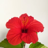 Китайски рози цвят червен празен фуния, снимка 4 - Стайни растения - 34949038