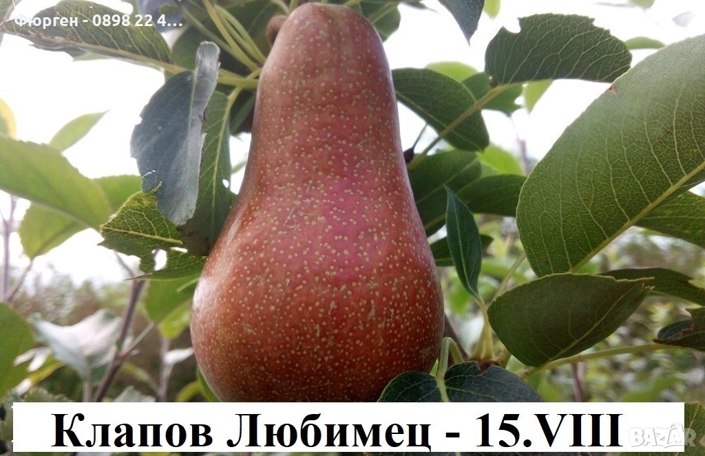   Круши – Подбрани сортове за истински ценители, снимка 1