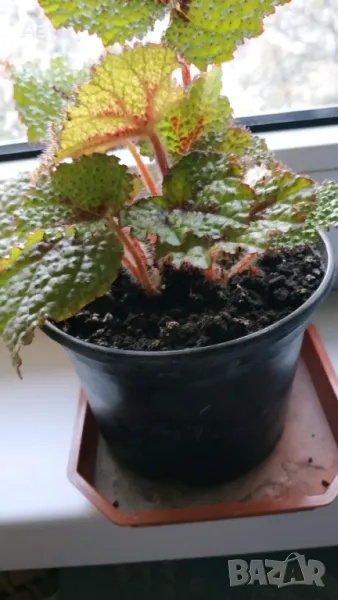 Продавам цветя Бегония Рекс (царска Бегония), снимка 1