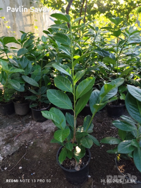 Лавровишна Новита , снимка 1