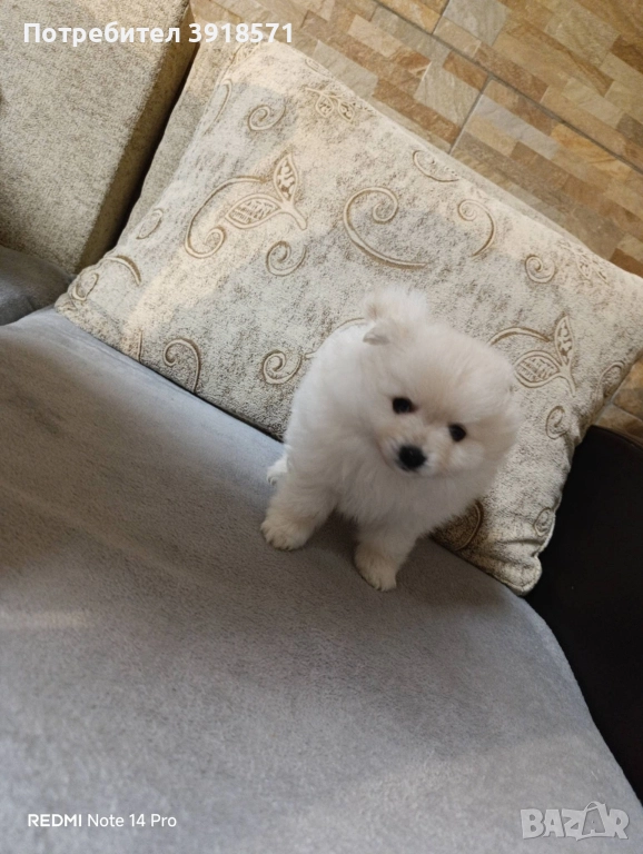 три померани момчета, снимка 1