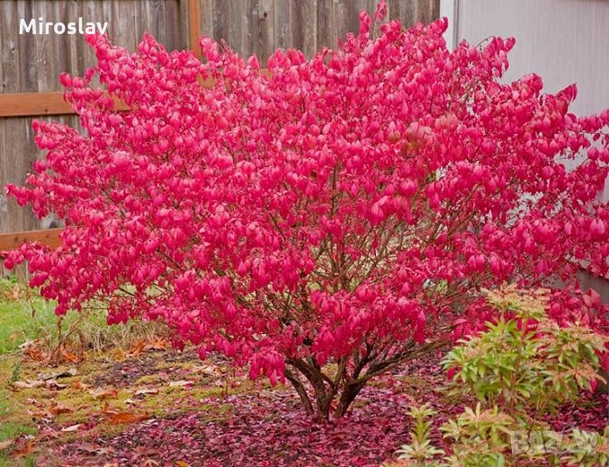 Oгнен храст , снимка 1