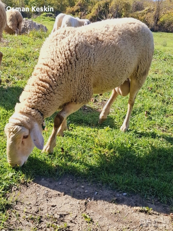 Продавам Коч Лакон , снимка 1