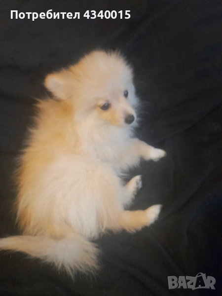 Мини шпиц, снимка 1