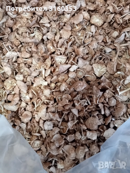 Сухи челядинки, снимка 1