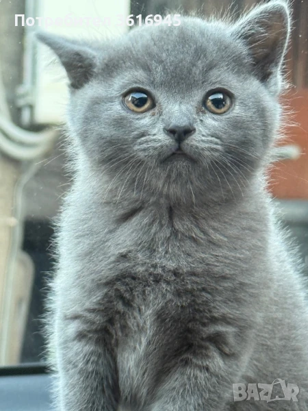 Британска късокосместа , снимка 1