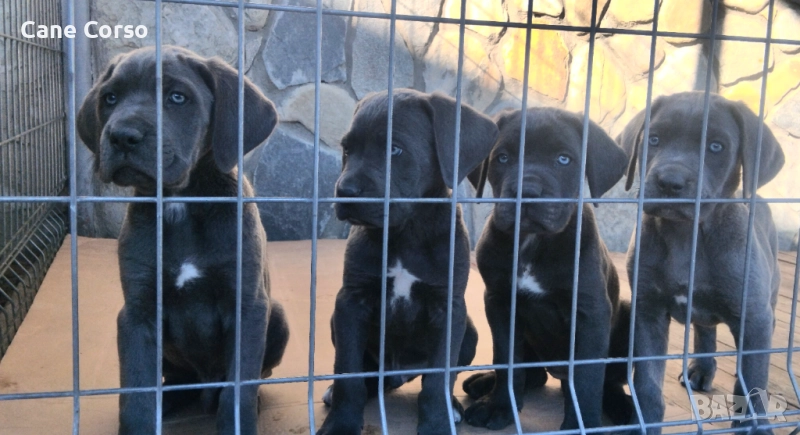 Чистокръвни кученца Кане Корсо Италиано, снимка 1