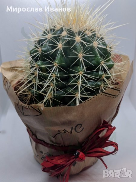 кактус4е подарък, снимка 1