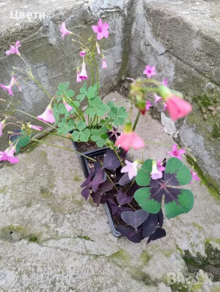 Продавам комплект детелини , снимка 1