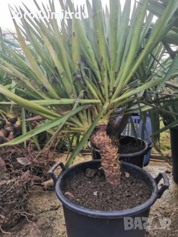 Палма юка външна студоустойчива, снимка 2 - Градински цветя и растения - 53031740