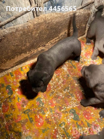 Кане Корсо , снимка 5 - Кане корсо - 52669282