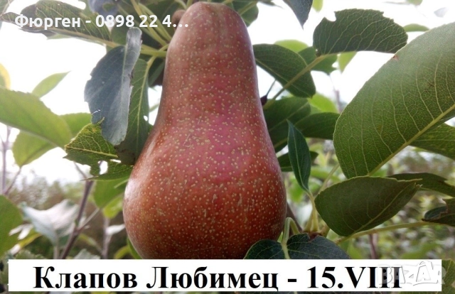   Круши – Подбрани сортове за истински ценители