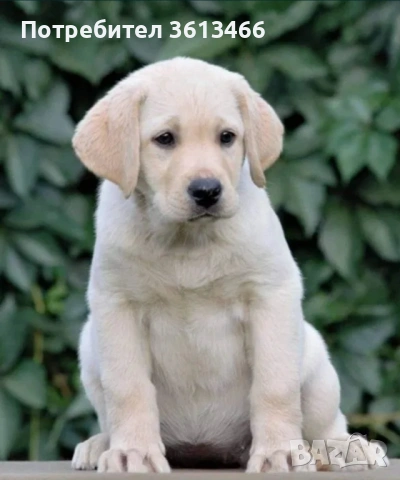 Чистокръвни Лабрадор ретривърна 3месеца вс.ваксини , снимка 2 - Лабрадор ретривър - 53201441