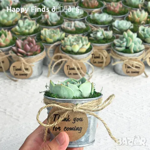 саксия кофичка за кактус и растения Van Dijk Flora 51311, снимка 1