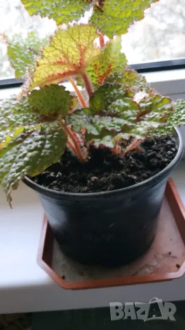 Продавам цветя Бегония Рекс (царска Бегония), снимка 1