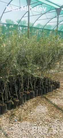 Маслинови дървета , снимка 3 - Градински цветя и растения - 53029351