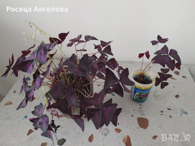 Детелина червенолистна, снимка 4 - Стайни растения - 52615402