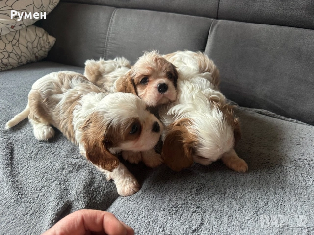 Продавам малки каварчета, снимка 4 - Кавалер кинг чарлз шпаньол - 53594873