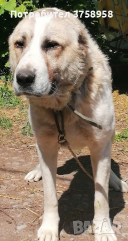 продавам мъжки алабай на почти 2г, снимка 2 - Алабай - 51784636